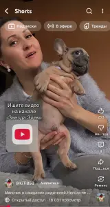 Французский бульдог мальчик