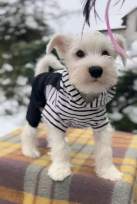 Щенки цвергшнауцера Мальчик