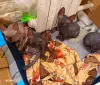 Котята сфинкс