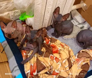 Котята сфинкс