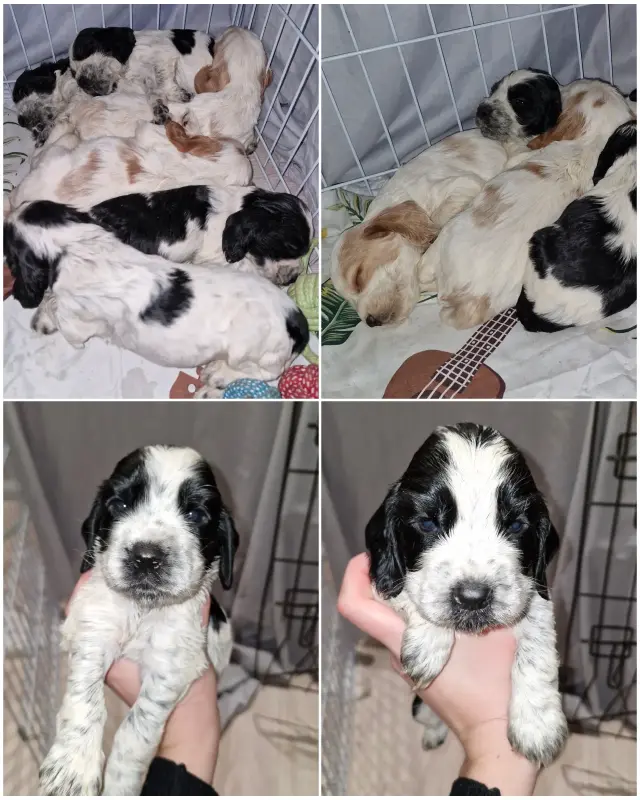 русский спаниель,  рос щенки