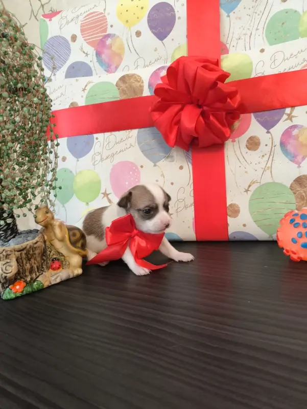 Чихуахуа щенки