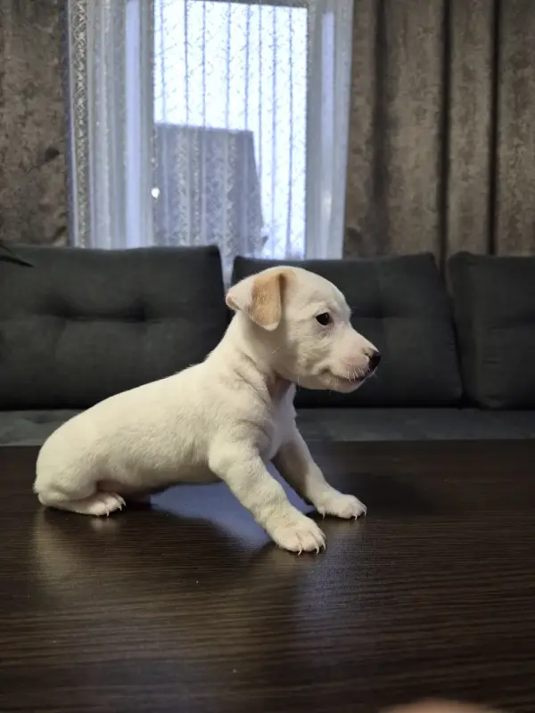 Щенки Джек-рассел-терьера