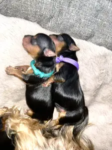 Щенки Йоркширского терьера. БРОНЬ