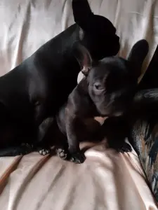 щенки французского бульдога