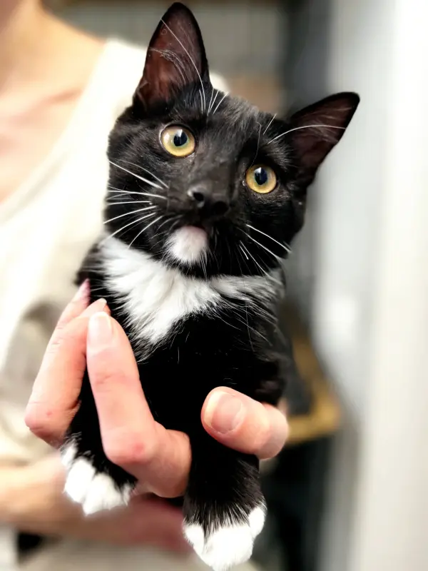 Линк - любопытный классный крупный)