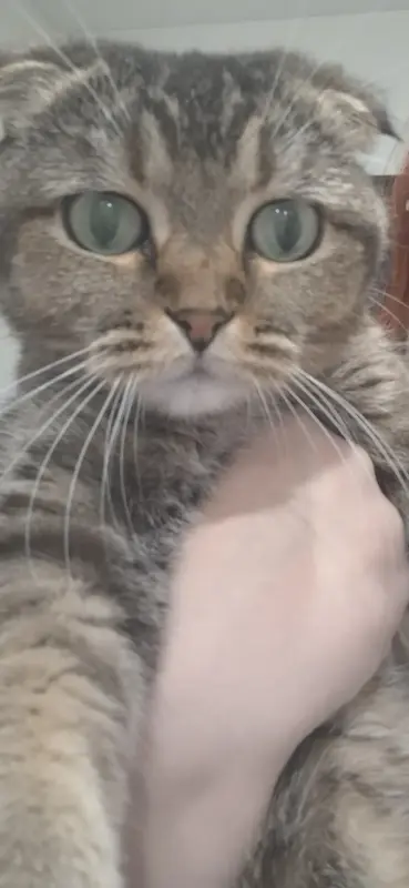 Кошка в дар