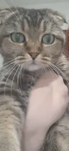 Кошка в дар