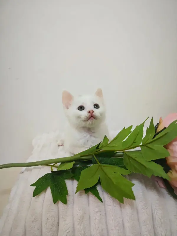 Белый котенок