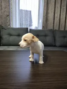 Щенки Джек-рассел-терьера