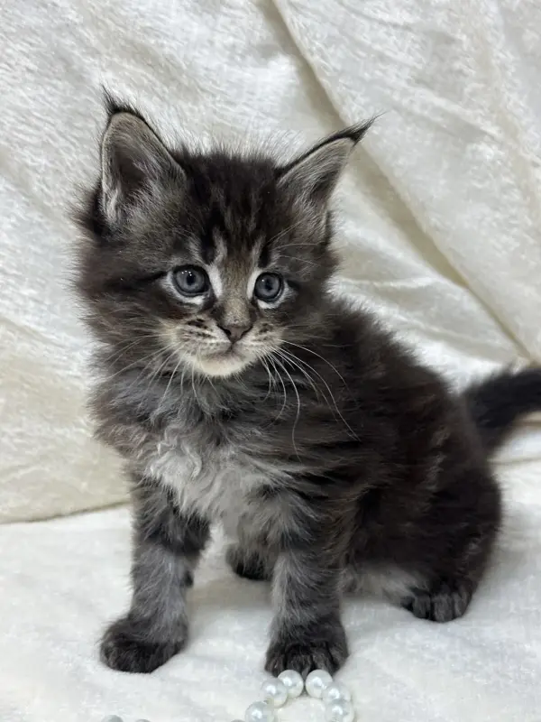 Мейн-Кун котята