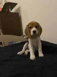 Щенок Бигль