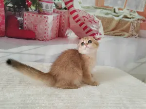 шотландские котята