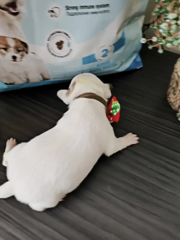 Чихуахуа щенки