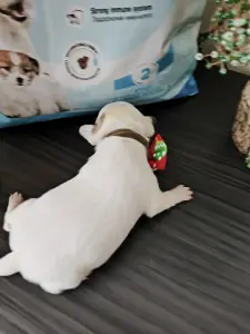 Чихуахуа щенки