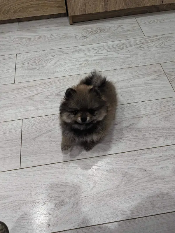 Девочки померанского шпица