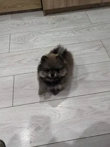 Девочки померанского шпица