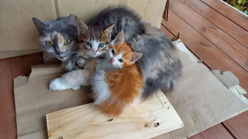 Пушистая красавица срочно ищет дом или передержку до весны