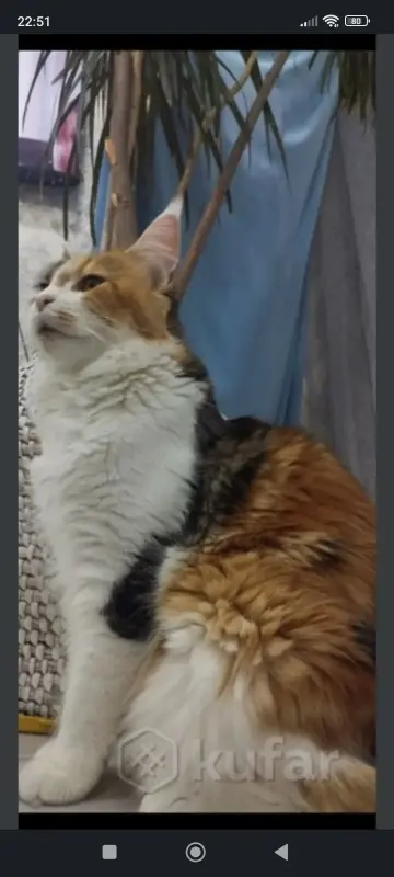 Котята Мейн-куны