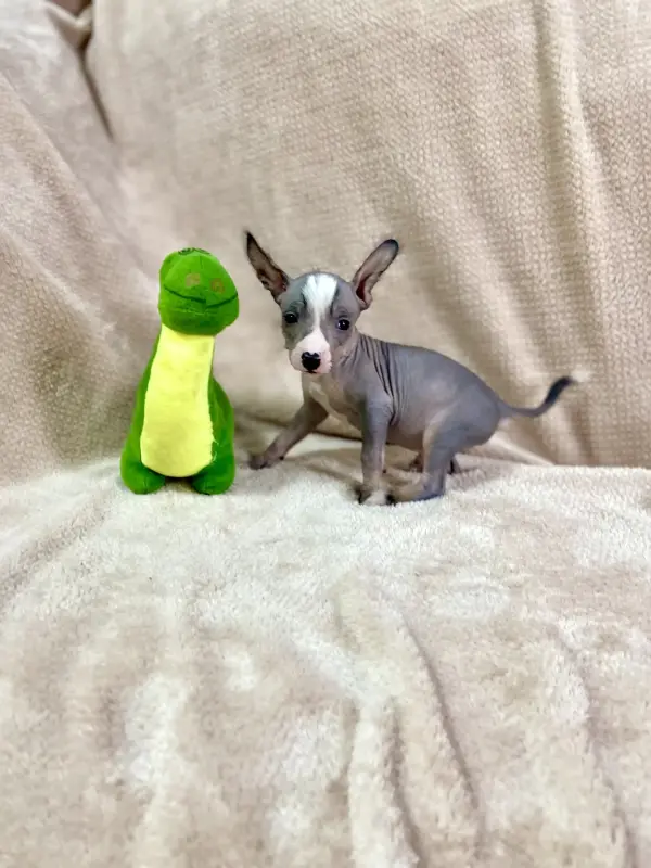 Щенки Ксолоитцкуинтли голой мексиканской собаки