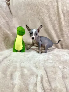 Щенки Ксолоитцкуинтли голой мексиканской собаки