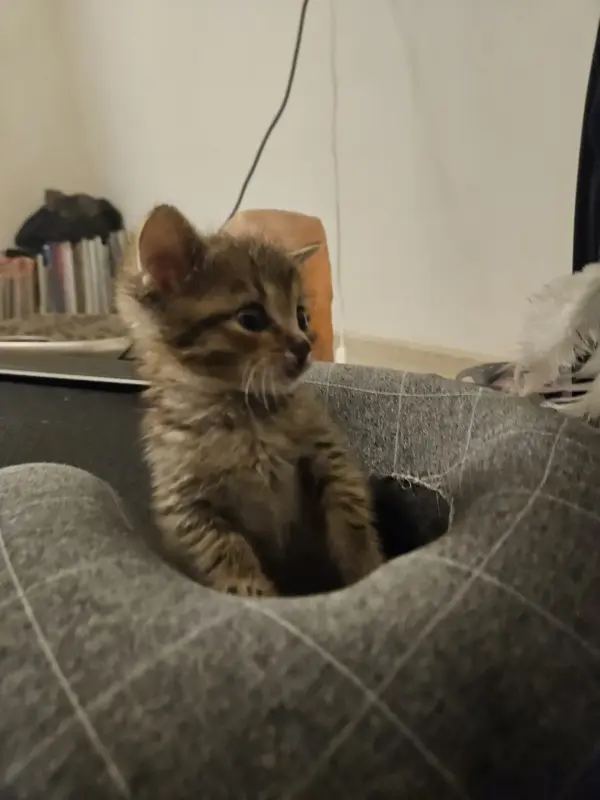 Котята в добрые руки - Минск - 223241 - Доска объявлений Kupika.by - Фото 6