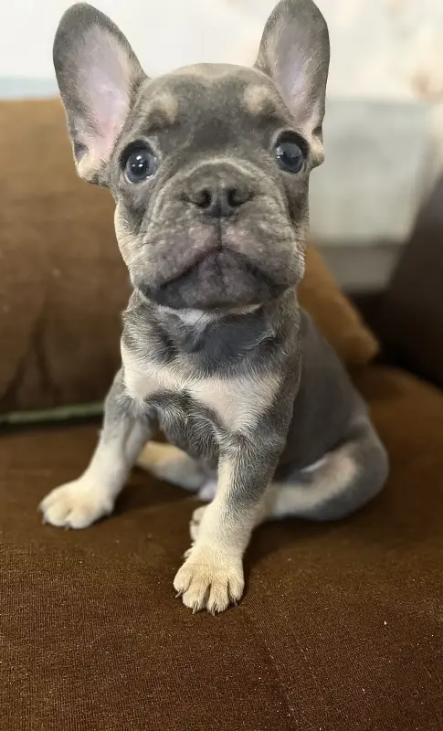 Щенок французского бульдога