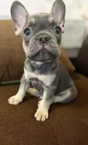Щенок французского бульдога