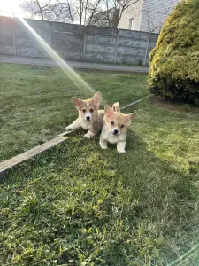 Вельш корги пемброк