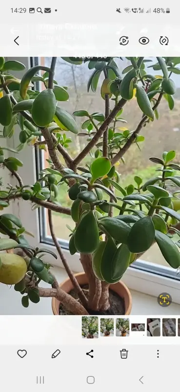 Цветок Денежное дерево