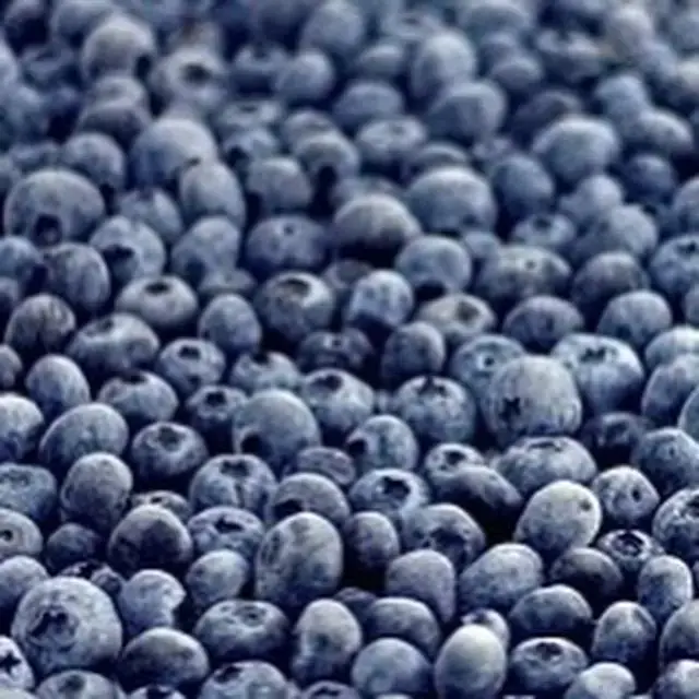 Голубика Домашняя 2025