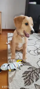 Щенок в поиске семьи