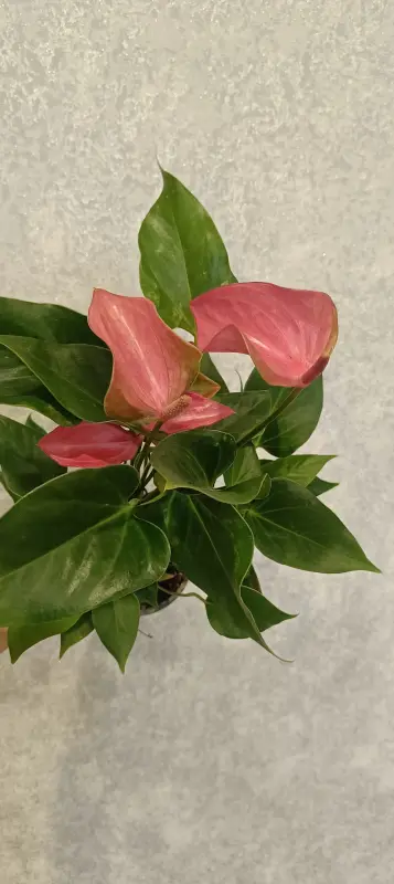 Антуриум Джоли розовый