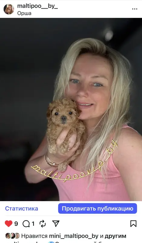 Элитные мини и микро мальтипу Азия Тэдди той пудель