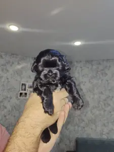 Девочка ши-тцу