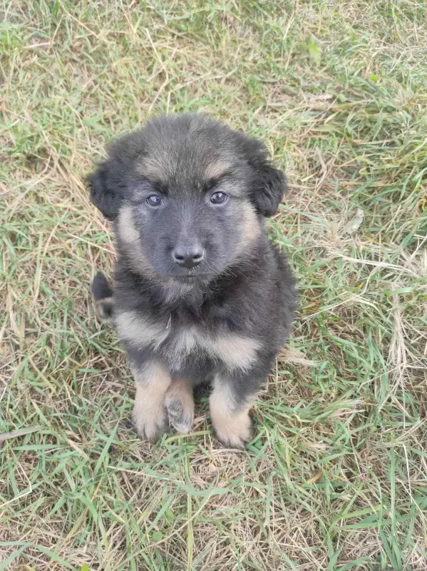 Щенки в дар