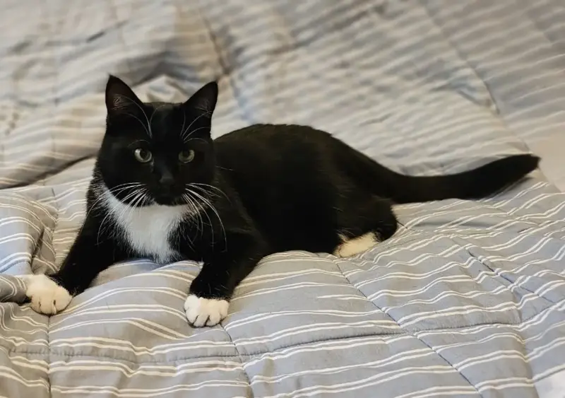 Очаровательная кошка Соня в дар