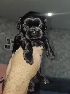 Девочка ши-тцу