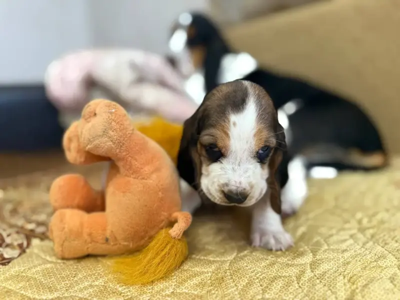 Бассет-хаунд, щенки с родословной