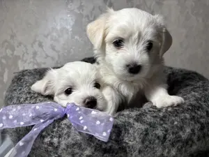 Щенки мальтийская болонка