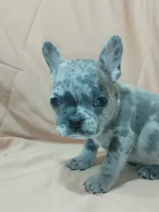 Французский бульдог