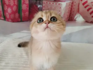 шотландские котята