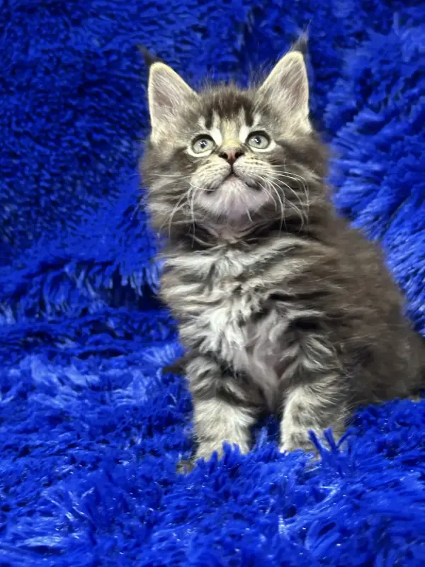 Мейн-Кун мальчик