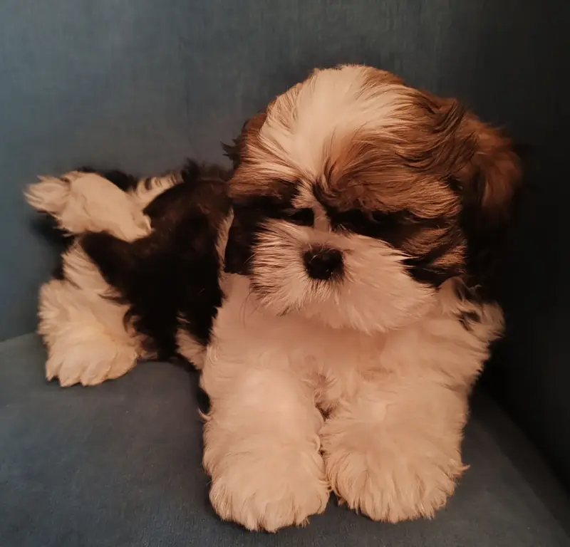 Мальчики ши-тцу