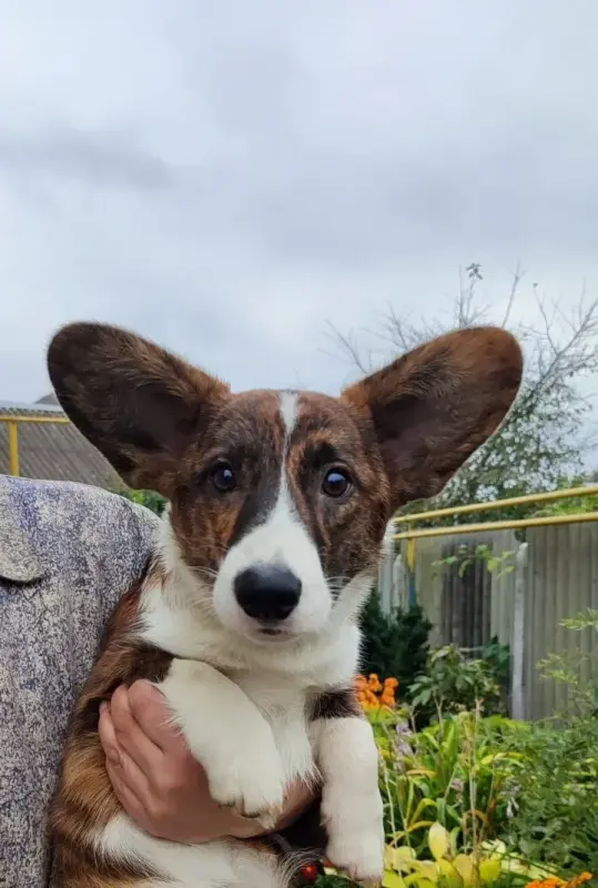 Мальчик корги кардиган