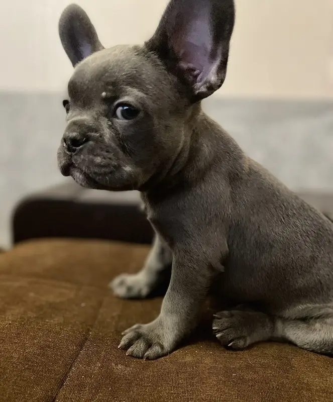 Щенок французского бульдога