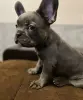 Щенок французского бульдога