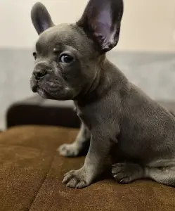 Щенок французского бульдога