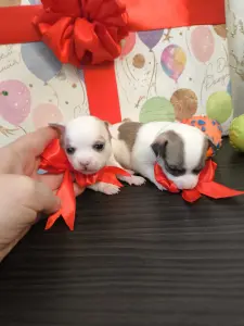 Чихуахуа щенки