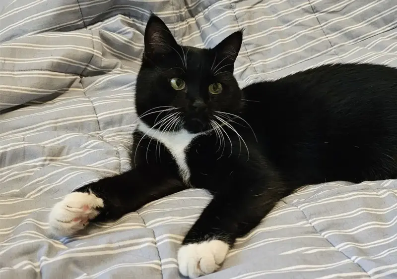 Очаровательная кошка Соня в дар